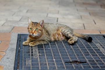 Mother Cat in Kotor Old town, Montenegro