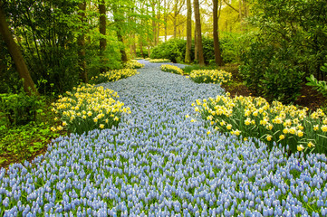 Obraz premium Beautiful spring flowers in Keukenhof park in Netherlands (Holland) 