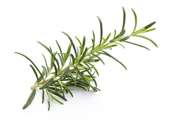 Rosemary twig on the isolated white background.