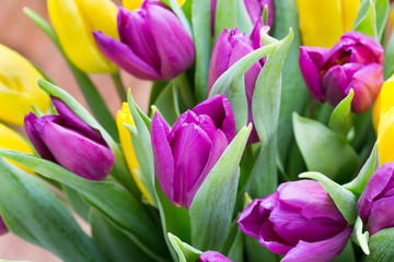 Purple and yellow tulip bouquet. More tulip on the grey backgrou