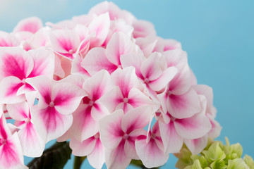 Pink flower hydrangea on blue background.