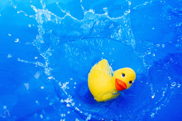 Children's toy duck drop into water