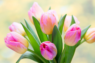 Spring flowers. Tulip bouquet on the bokeh background.