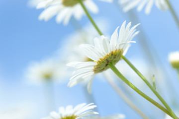 Wild chamomile flowers