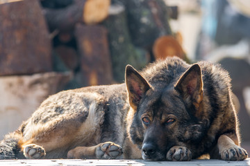 Deutscher Schäferhund in Ruhestellung mit beobachtendem Blick