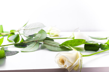  white rose with leaves