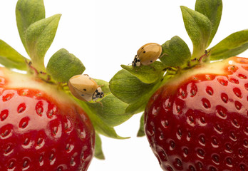 ladybug on strawberries © MAURO