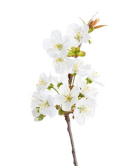 Fototapeta na wymiar Sweet cherry in blossom isolated on white. Selective Focus.