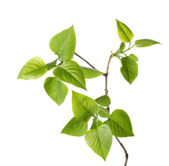 Naklejka premium Young branch of lilac (Syringa vulgaris) isolated on white