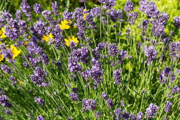Naklejka premium Gardens with the flourishing lavender
