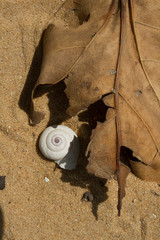 leaf and shell