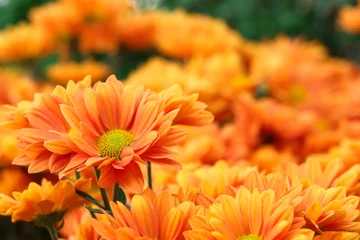 Gordijnen Orange flowers with orange background © eNJoy Istyle