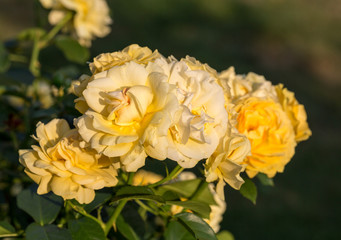 Yellow Rose on the Branch in the Garden