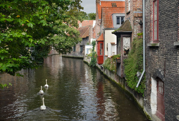 Naklejka premium The swans in Bruges canal