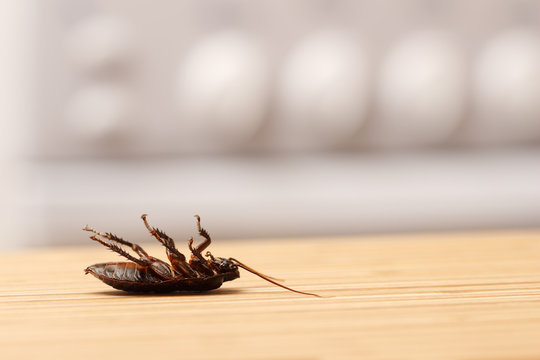 Dead cockroaches in an apartment kitchen. Inside high-rise buildings. Fight with cockroaches in the apartment. Extermination.