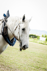 Obraz premium Cheval de traction agricole