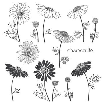 Chamomile, isolated elements for design on a white background. Vector illustration
