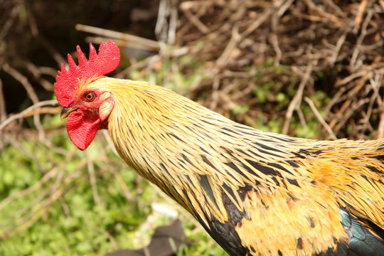 Portrait of a cock 