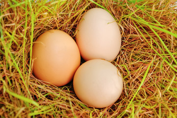 Eggs on a grass