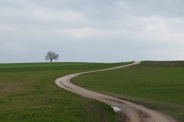 Fototapeta na wymiar Gebogener Feldweg mit Pfütze und Baum