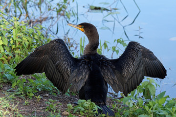 Kormoran - [Phalacrocorax carbo]