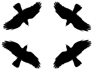  bird sign flying background