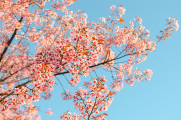 Close up Sakura Cherry Blossom, Spring