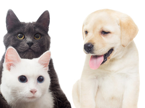 cat and dog on a white background isolated