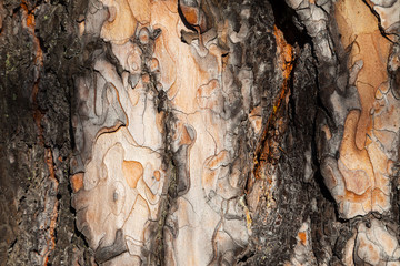 Larch bark texture
