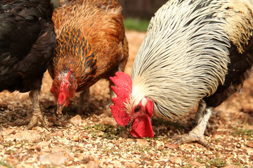 rooster and chicken