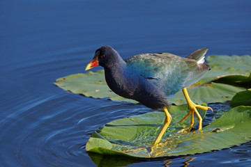 Zwergsultanshuhn - [Porphyrio martinicus]