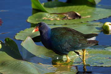 Zwergsultanshuhn - [Porphyrio martinicus]