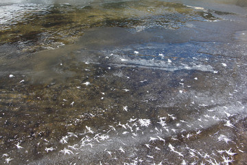Fancy outgrowths of hoarfrost on ice of the thawing river in the spring
