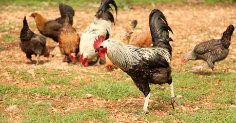rooster and chicken
