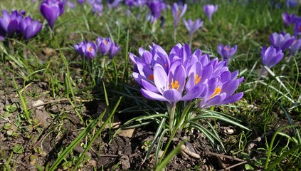 Lila Krokusse auf Wiese