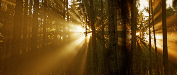 sun beams in forest