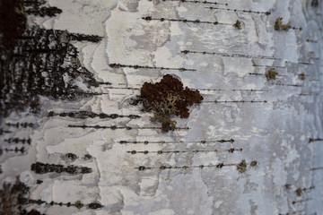 Birch bark and moss texture