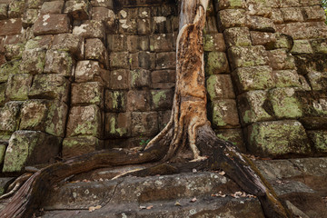 Fototapeta premium Tree growing in temple
