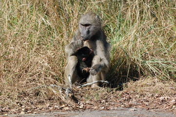 Stillende Pavianmuttere mit Jungem