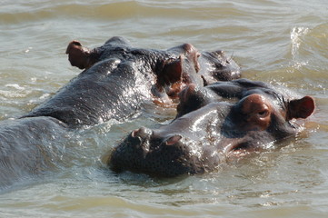 Badende Nilpferde