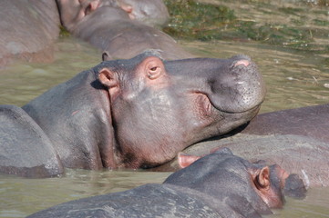 Badende und Schmusende Nilpferde
