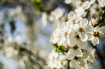 Right Cherry blossoms