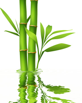 Green bamboo stems and leaves with reflection.