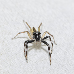 Thailand spider for pattern