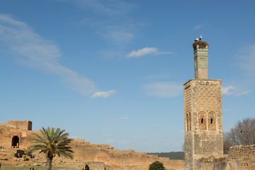 Obraz premium storks nesting on the top of the minaret of the ruins of the Islamic complex in the Chellah of Rabat