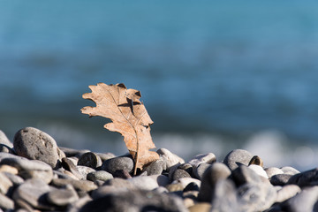leaf on the seashore