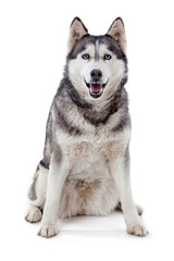 Siberian husky in studio