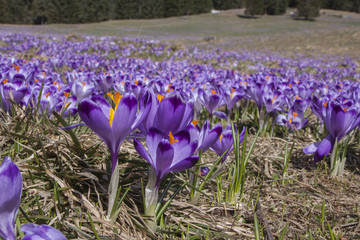 Krokusy © slawjanek