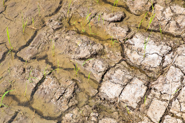 Cracked dry land with water