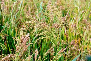 Millet unripe ears in the field